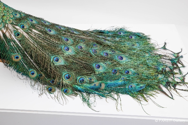 VANMECHELEN Koen - Artificial Crossbreeding